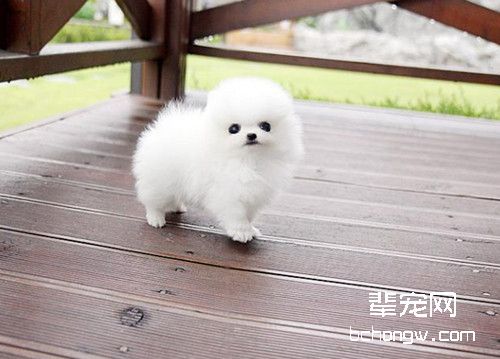 博美脱毛情况分析