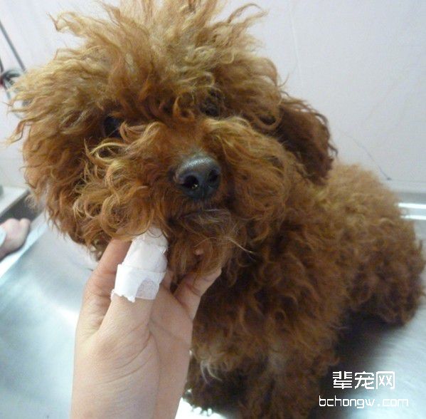 犬常见皮肤病（五）马拉色菌皮炎