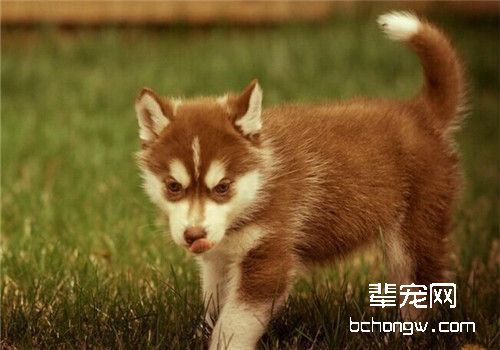 哈士奇皮肤病的病因及治疗