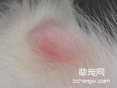 犬真菌性皮肤病的诊疗要点