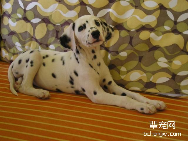 狗狗皮炎的症状及治疗