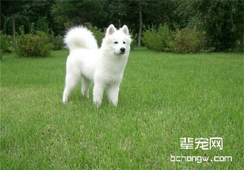 夏季如何预宠物防皮肤病