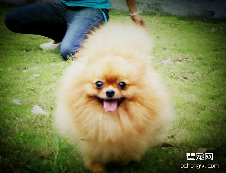 狗狗异位性皮炎的主要症状