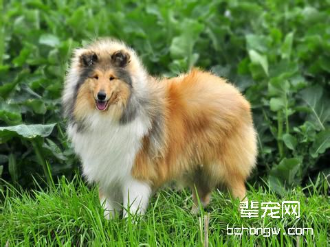 狗狗皮肤病的预防原则