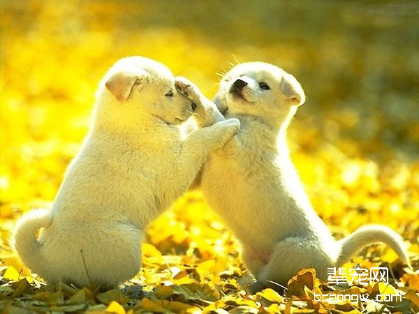 秋季狗狗皮肤瘙痒全面解析