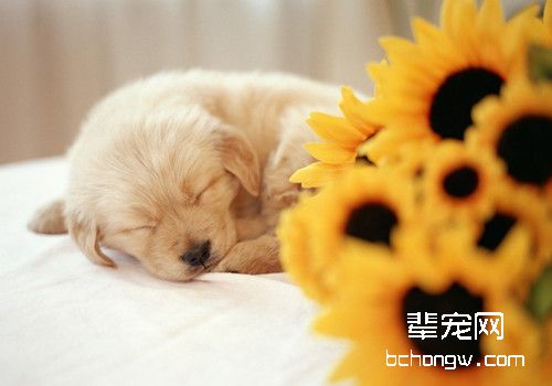 犬常见皮肤病临床症状比较