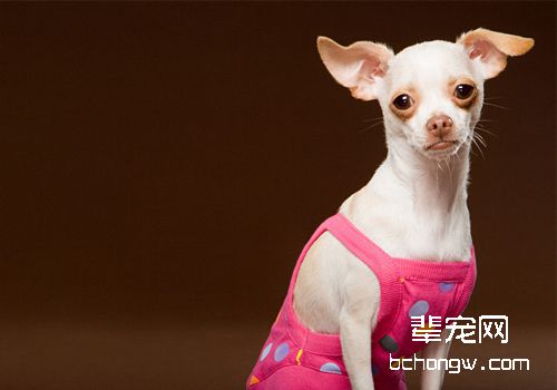 犬皮肤病的发病原因及防治调查报告