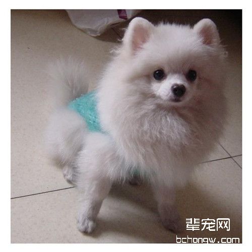 博美犬皮肤病的预防方法