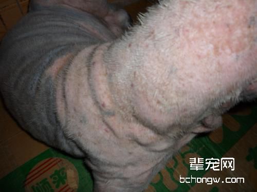 夏季让你的狗狗远离皮肤病