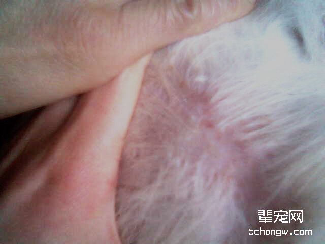 螨虫与真菌混合感染性皮肤病治疗