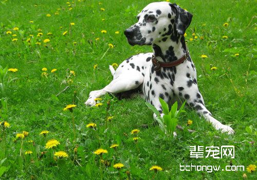 狗狗皮肤病检查前的注意事项