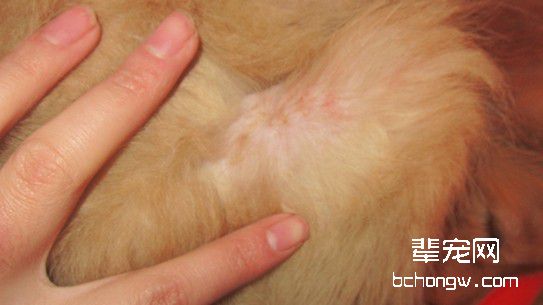 宠物犬常见的皮肤病有哪些