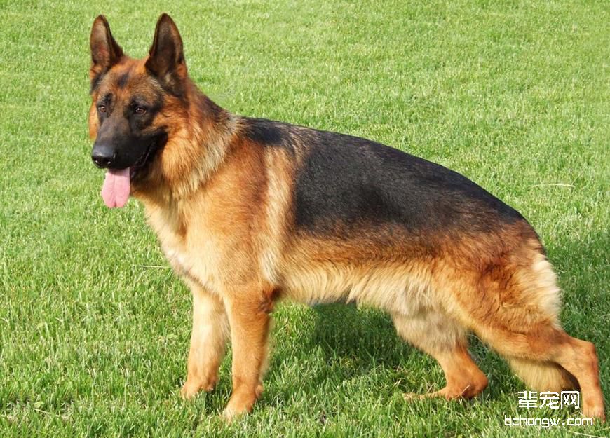 如何治疗德国牧羊犬的皮肤病