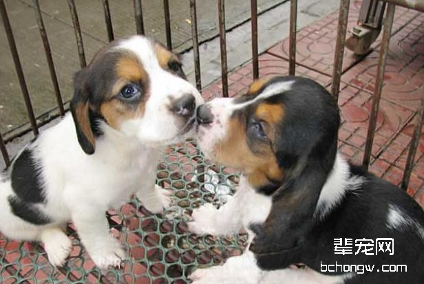 如何防止比格犬的皮肤病