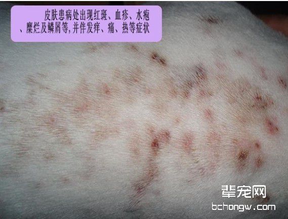 几种夏天狗狗易发皮肤病治疗方案
