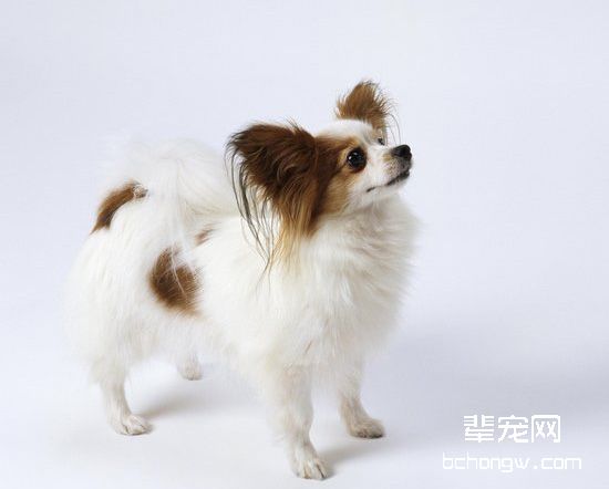 蝴蝶犬得了皮肤病怎么办