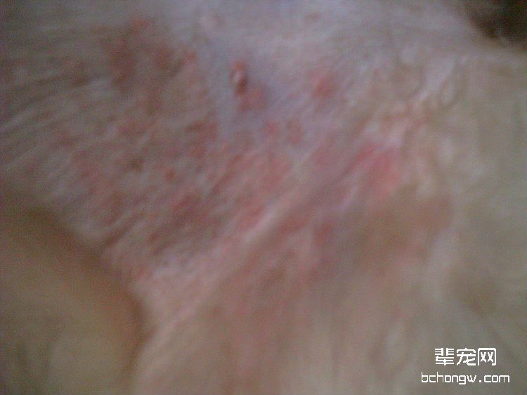 夏季狗狗皮肤病的诊治