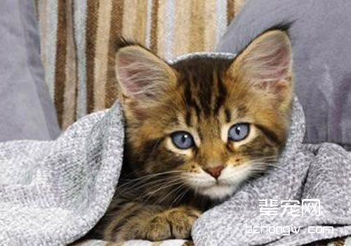猫咪临床用药的注意事项