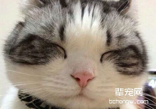 引起猫咪疫苗免疫失败的原因（一）