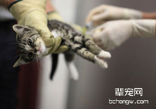 给猫咪手术麻醉的程序及注意事项
