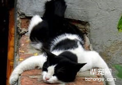 适宜猫咪的祛湿中药