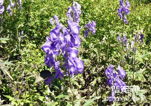 适宜猫咪驱寒温里的中药