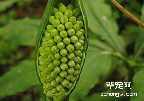 适宜猫咪止咳化痰的中药