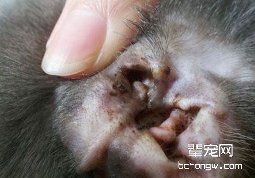 给家里猫咪耳道的检查以及清理方法
