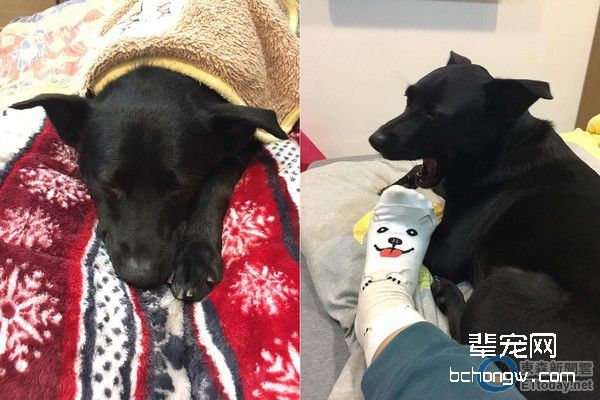 小青蛙腿断掉了...狗狗深情望着妈妈：要帮它缝美美喔～