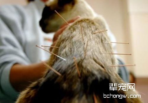 猫咪针灸的一些基本知识