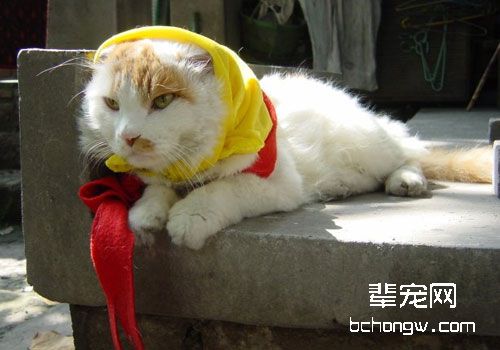 猫咪输血的常识