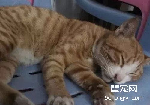 猫咪突发休克的用药选择