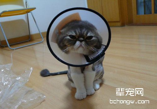 几种常见的猫咪的保定方法