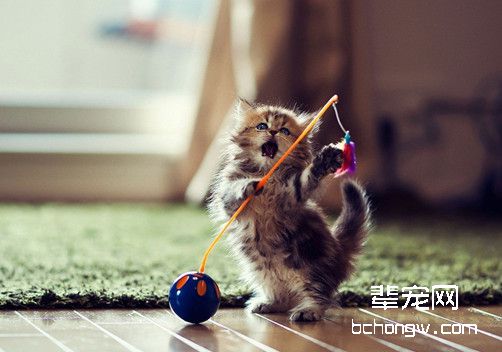 猫咪药物中毒有何症状？如何治疗?