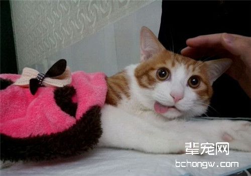 猫咪绝育针麻与气麻的对比