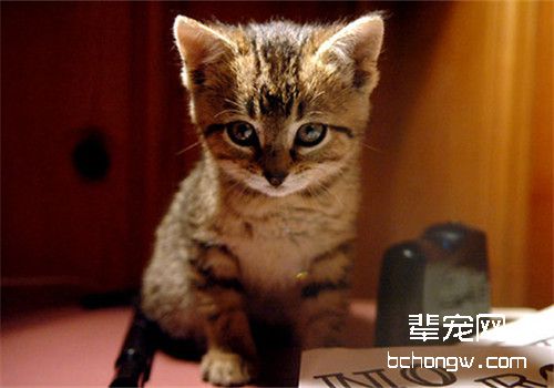 猫咪注射疫苗时的注意事项