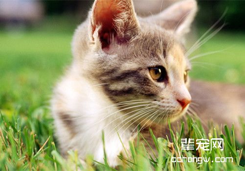 饲养猫咪必备药有哪些
