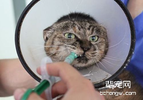 合理为猫咪用药