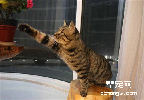 猫有机磷中毒的治疗方法