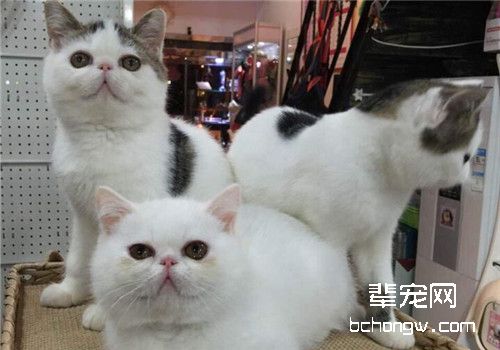 如何为猫咪补钙