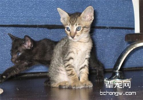 猫维生素B6缺乏症的防治措施
