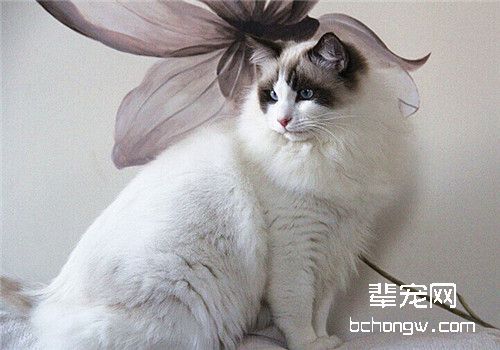 猫维生素B2缺乏症的防治措施