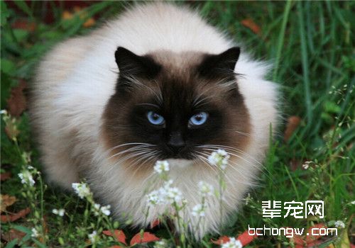 猫咪缺乏维生素A如何补充