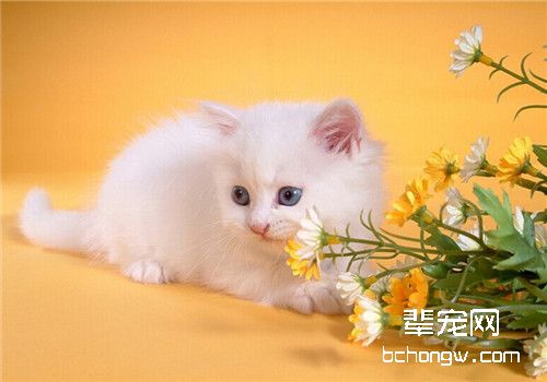 猫咪缺乏维生素A的防治措施