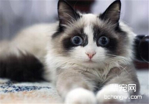 猫脑炎的诊断及治疗