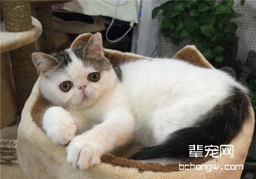 猫咪尿道堵塞的治疗方法