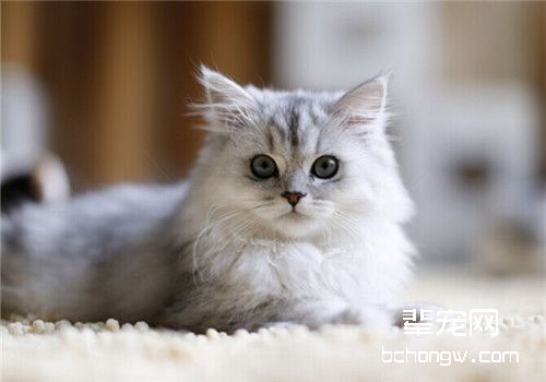 如何治疗猫咪尿结石病