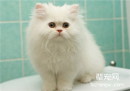 猫咪贫血的治疗方法