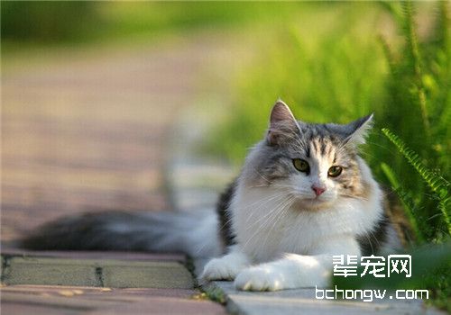 猫咪心肌炎的治疗与急救