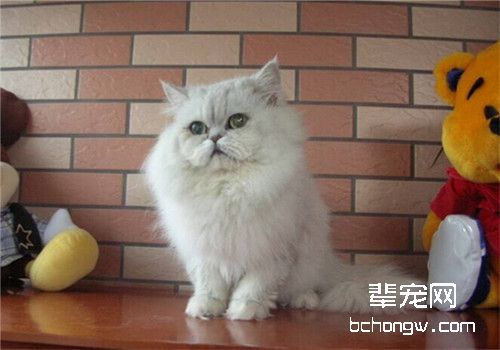 猫咪支气管哮喘的治疗方法